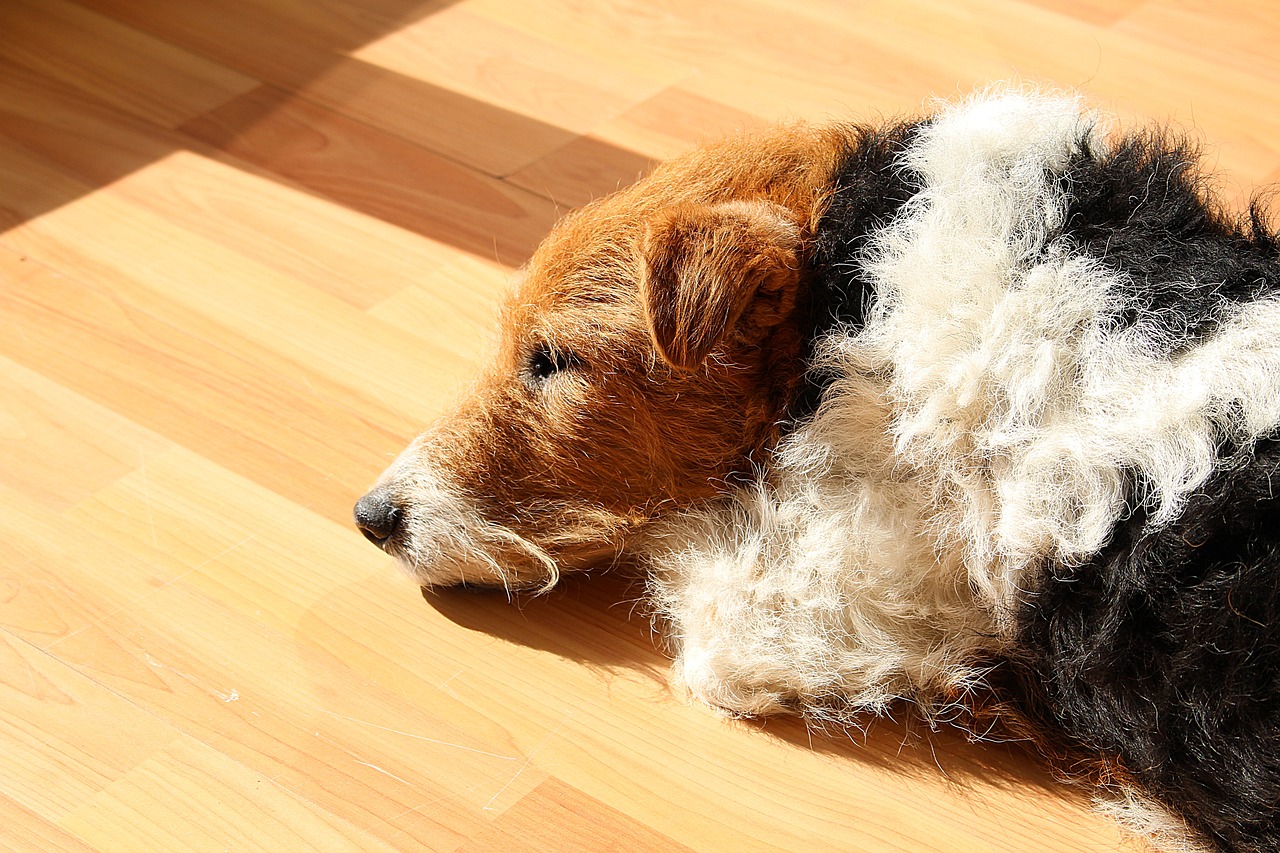 Exploring the Unique Traits of the Tenterfield Terrier